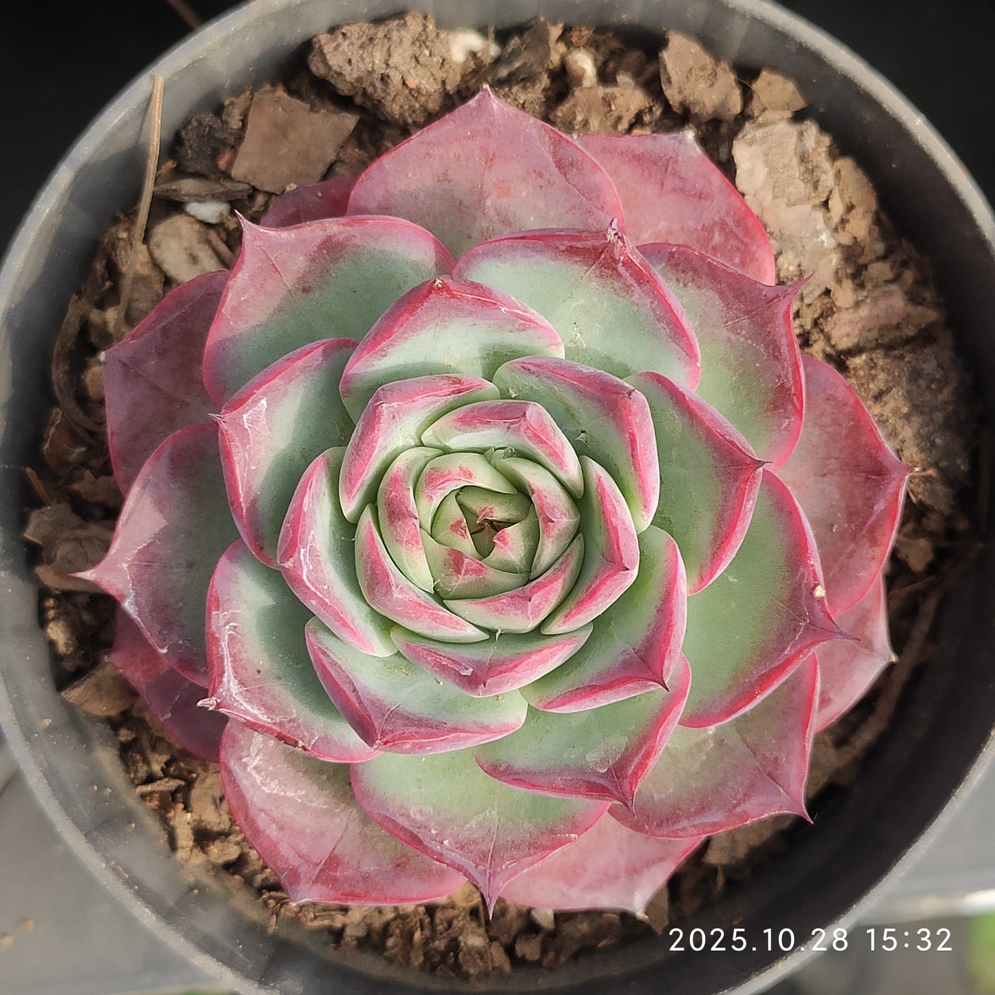 XY267 ラッキーパープル（9cm pot）