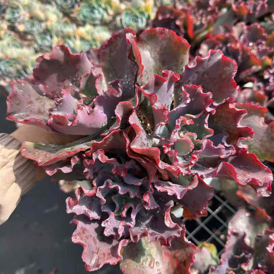 24864 ガール　ドリーム