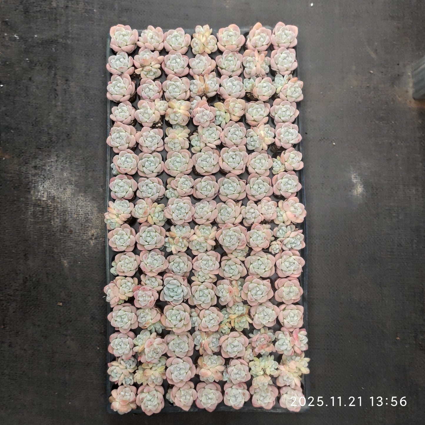 22138  アイスグリーン（3cm pot）（ポット苗）