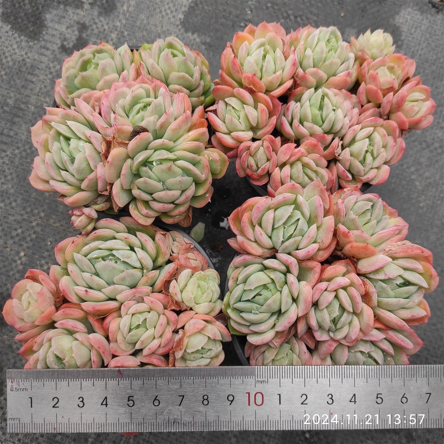 15790 ベリー（9cm pot）