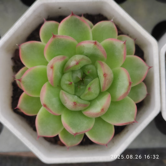 DQ140 クレバージェニー（6cm pot)