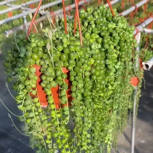 23007 緑の鈴 セネシオ