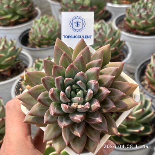 17546 ダークモンスター