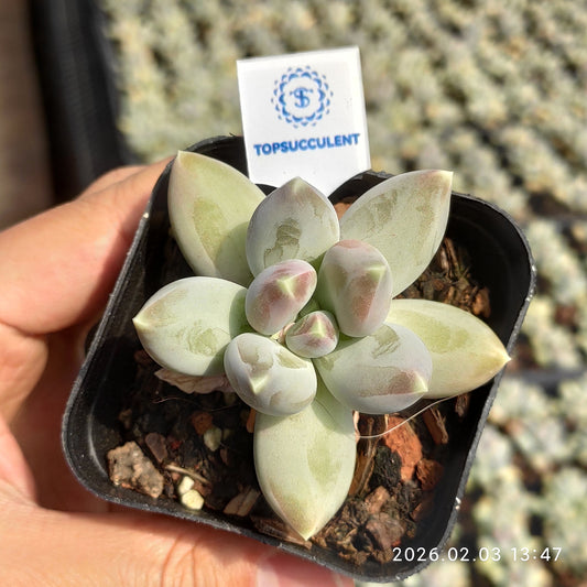 25653 パインコーン ビューティー