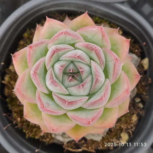 QN707 ピンククリスタルローズ（9cm pot）