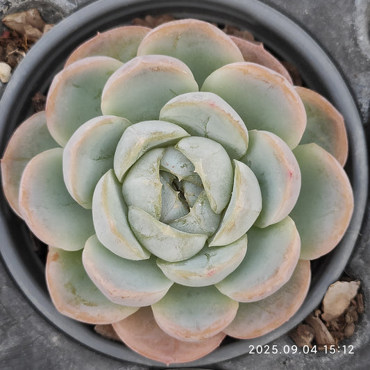 MMY889 ファット　タイガー（9cm pot）
