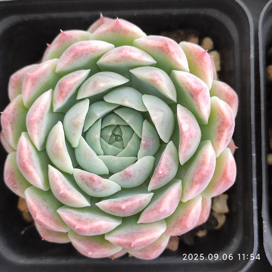 RC038 カーベラー（7cm pot）