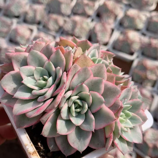 23203 ピーチス＆クリーム錦（9cm pot）