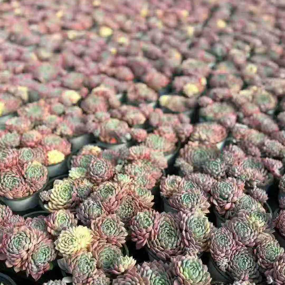 23417 セトーサ　デミヌタ錦