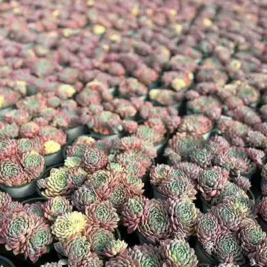 23417 セトーサ　デミヌタ錦