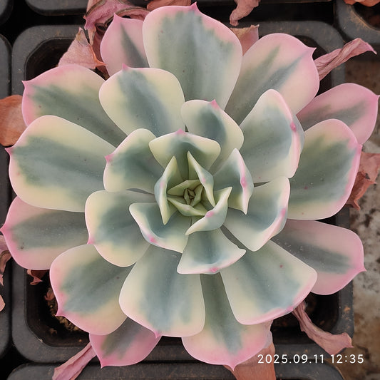 THH076 インブリカータ錦（12cm pot）