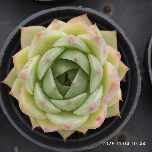 22260 イエロー　ジェイン（9cm pot）