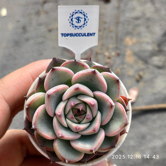 22187 マーシェル（5.5cm pot）