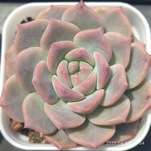 HC246 クリスタル レイク （6.5cm pot）