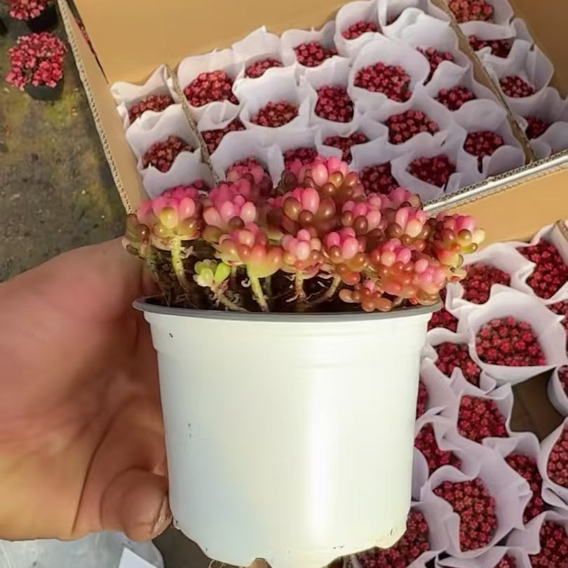 24957 ベリー薬錦