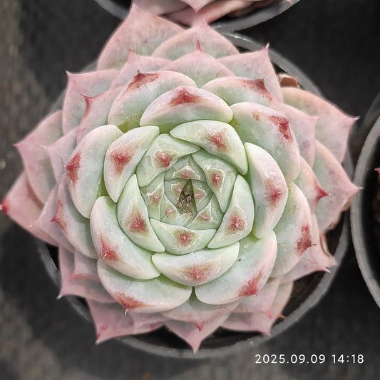 MMT887 レッドベルベット（5.5cm pot）