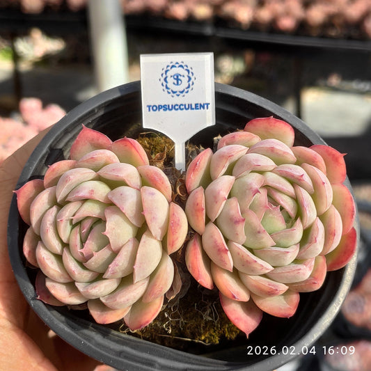 1045 ストロベリーアイス