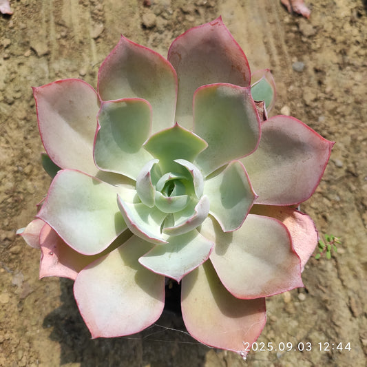 ZZA071 ネオンライト  (9cm pot)