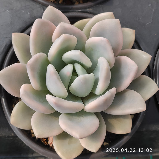 MMY1041 オパリナ錦(12cm pot)