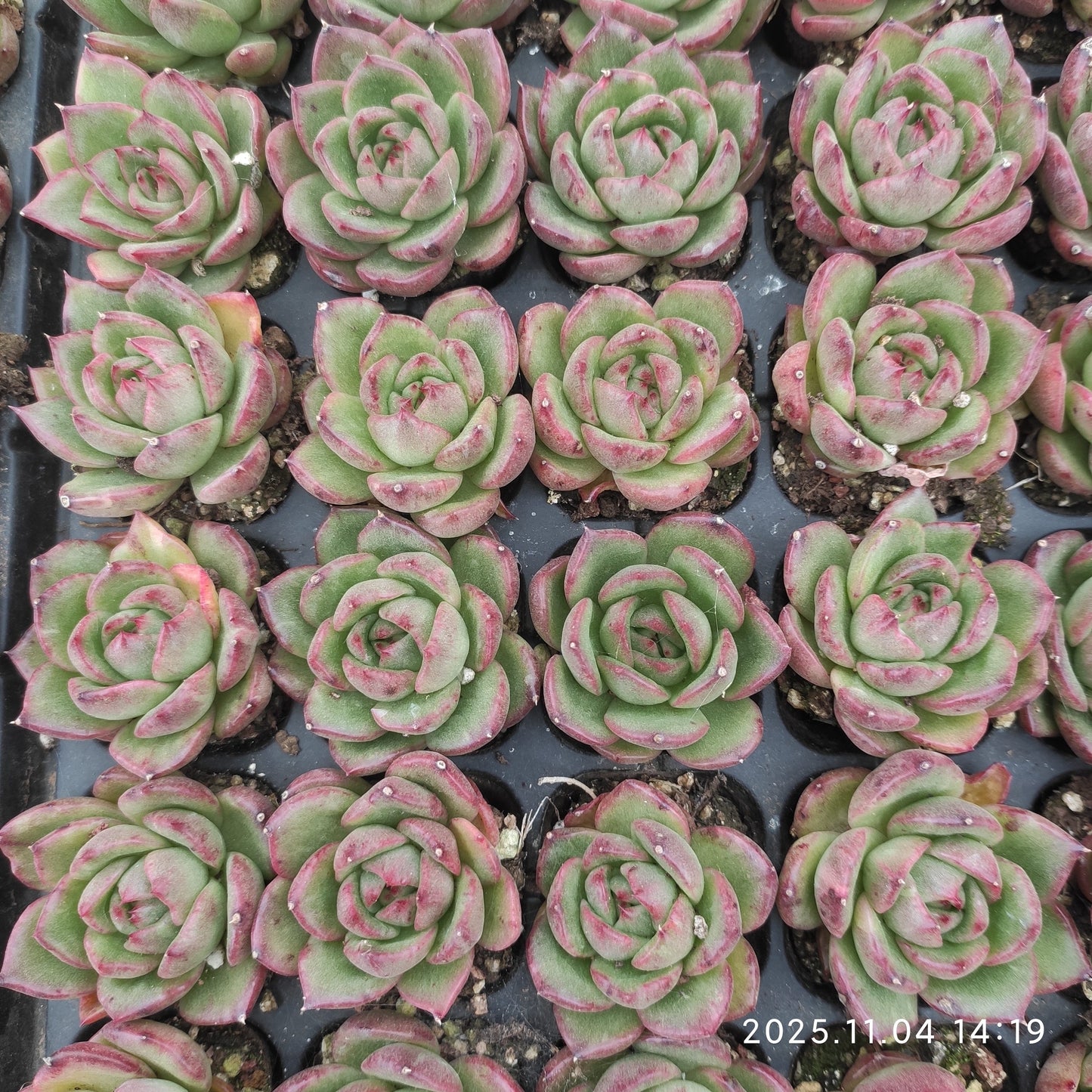 22298  ギリア（3cm pot）（ポット苗）