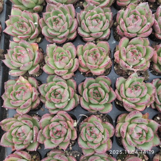 22298  ギリア（3cm pot）（ポット苗）