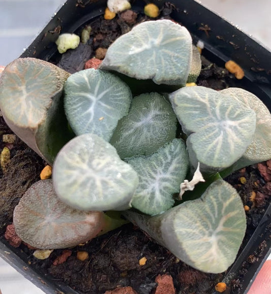 CS133 雪国コキグニ (7cm pot)