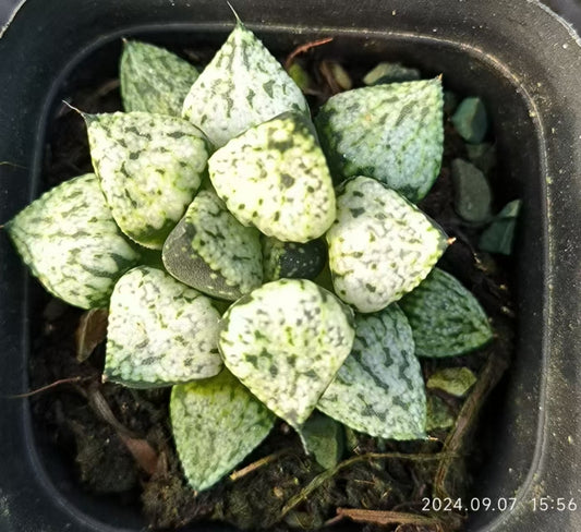 13133 ハオルチア ピクタ パンドラ