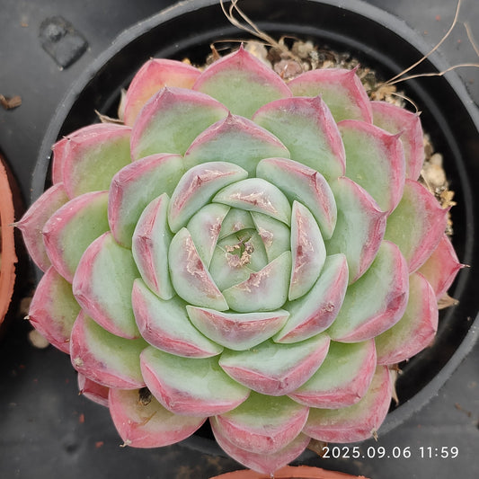 RC043 ピンククリスタルローズ（9cm pot）
