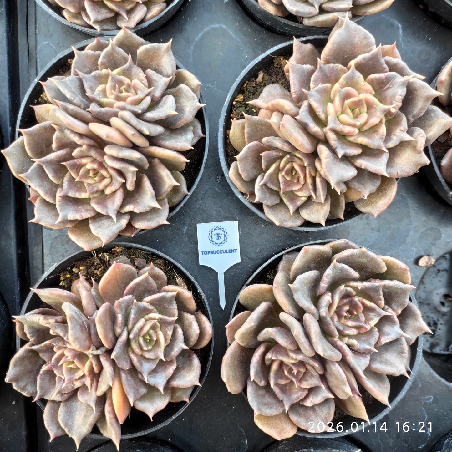 24749 ブラックマディバ