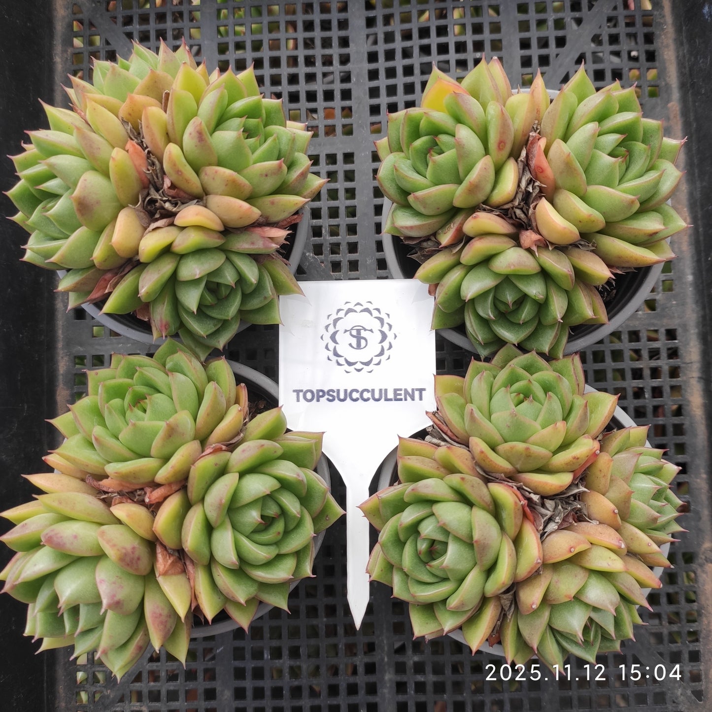 22531  ダイアナ（9cm pot）