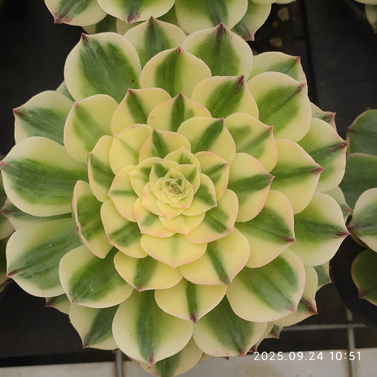 ON718 アエオニウム　エリザベス（12cm pot）
