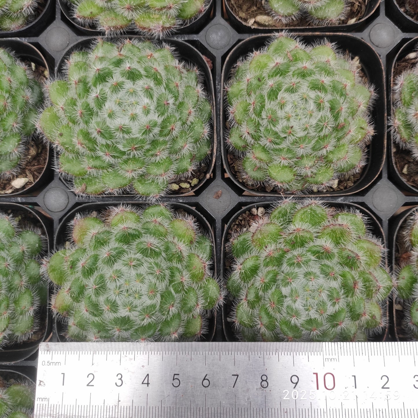 MMY634 ゴールデン フルーツ（6.3cm pot）