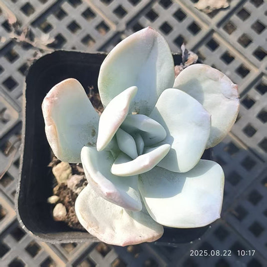 LYC150 ミルクティー（6.5cm pot）