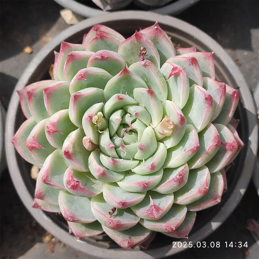 NGN161 ギグス（9cm pot）