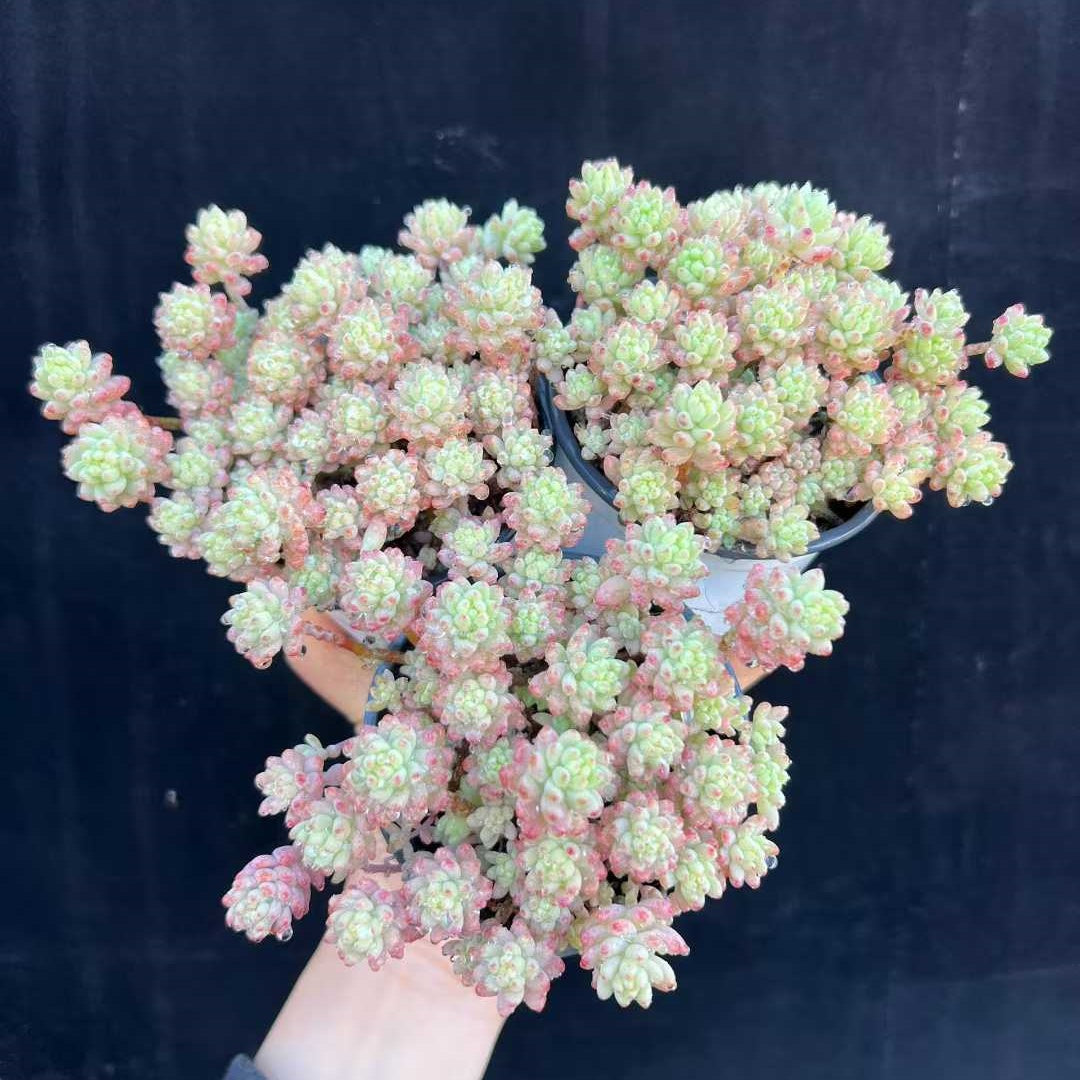 21111 レッドベリー Hyb（9cm pot）