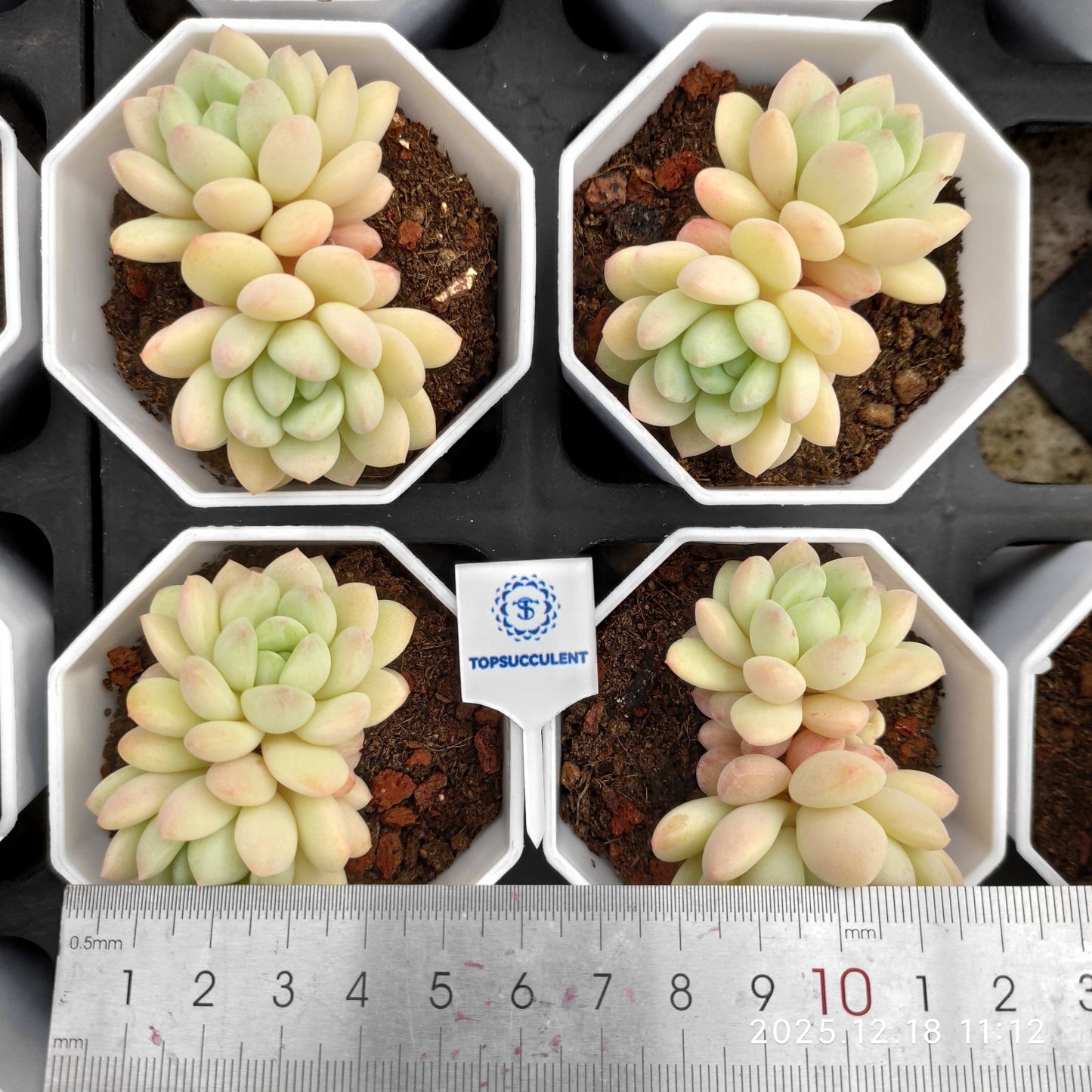 23811 マグノリア