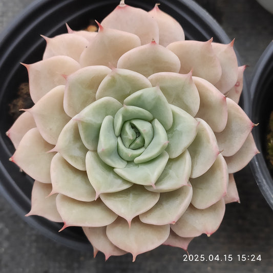 QN813 スノーフィールド（6cm pot）