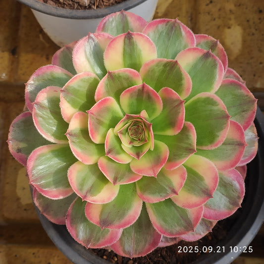 YS252 セーグッド(17cm pot )