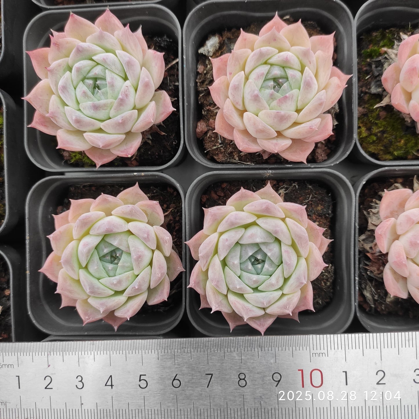 YBB037 ロザリア（5.5cm pot）