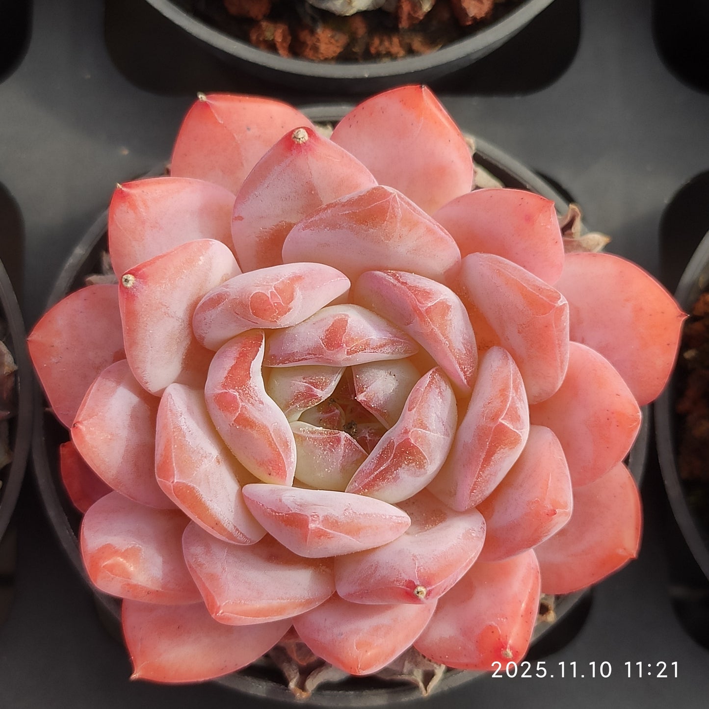 80528 オーペン　ウィング（5.5cm pot）