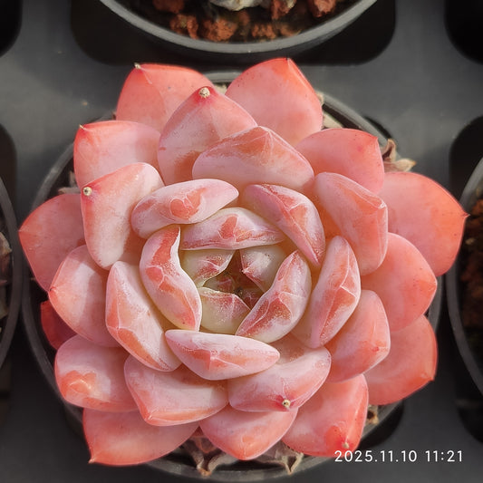 80528 オーペン　ウィング（5.5cm pot）