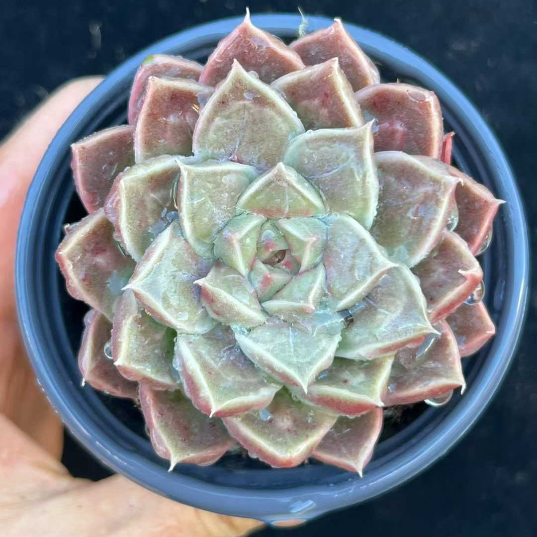 23621 ギローHyb　ドロプス（9cm pot）