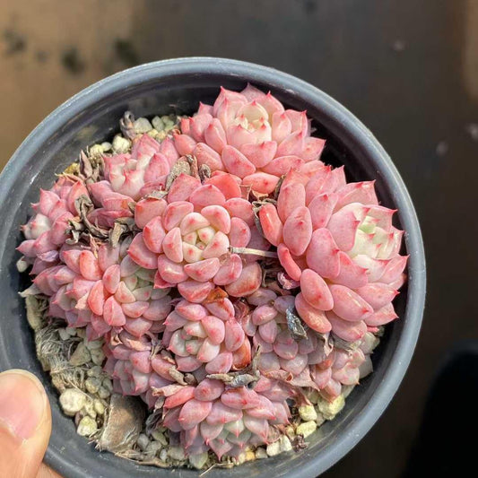 21919 キュートバブル