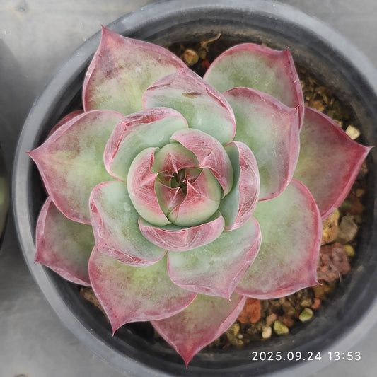 HM211 カシオ （9cm pot）