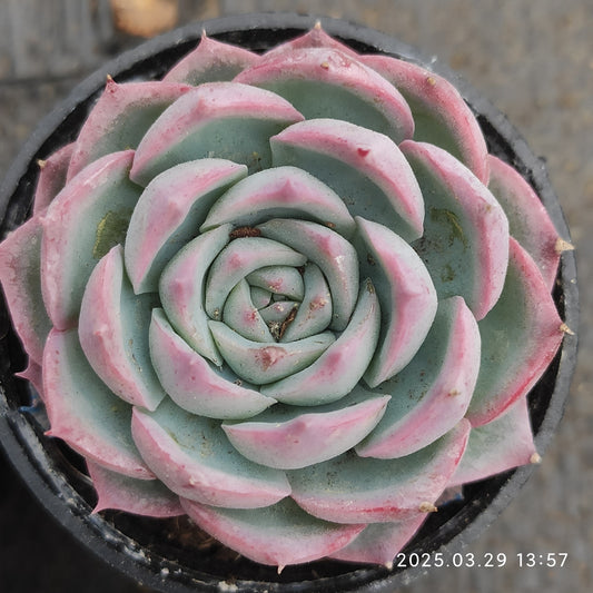 MMT803 シルエット （5.5cm pot）