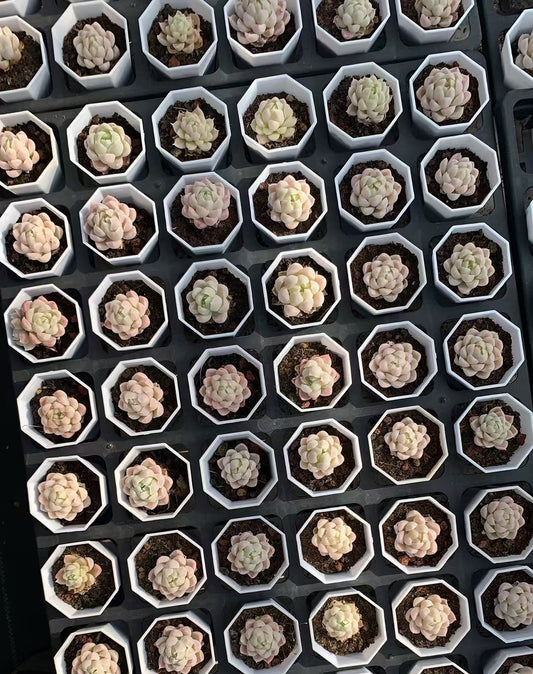 BL1775 ピンクエレガンス(5.5cm pot）