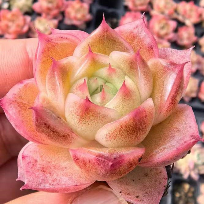 プラグトレー苗 20260122 – Top Succulent®