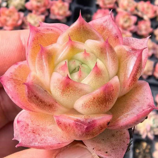 23475 ホット　ラブ（3cm pot）