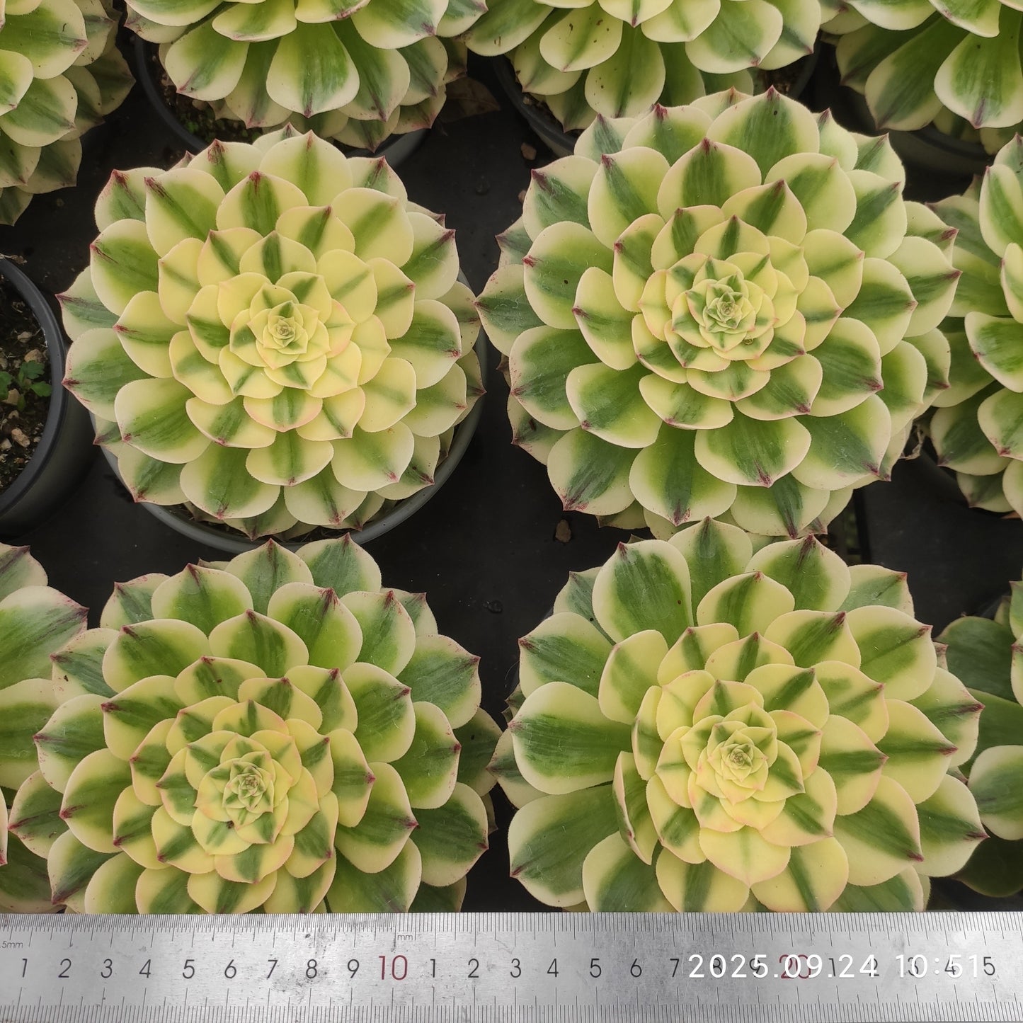 ON718 アエオニウム　エリザベス（12cm pot）