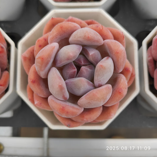 LMM412 オレンジモンロー（7cm pot）